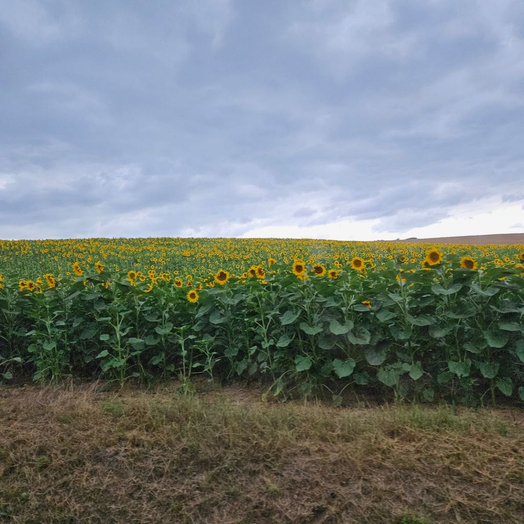 Roadtrip 2024 –&nbsp;Ungern